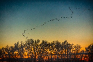 snow geese returning exp velvia fundysm