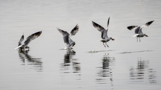 seagull fishingsm